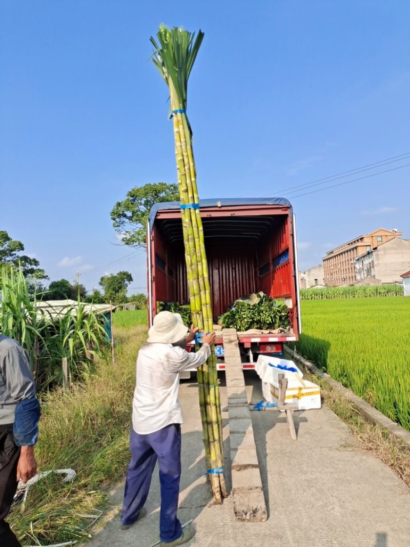 精品广东黄皮甘蔗长期供应货量充足价格优势产地直发