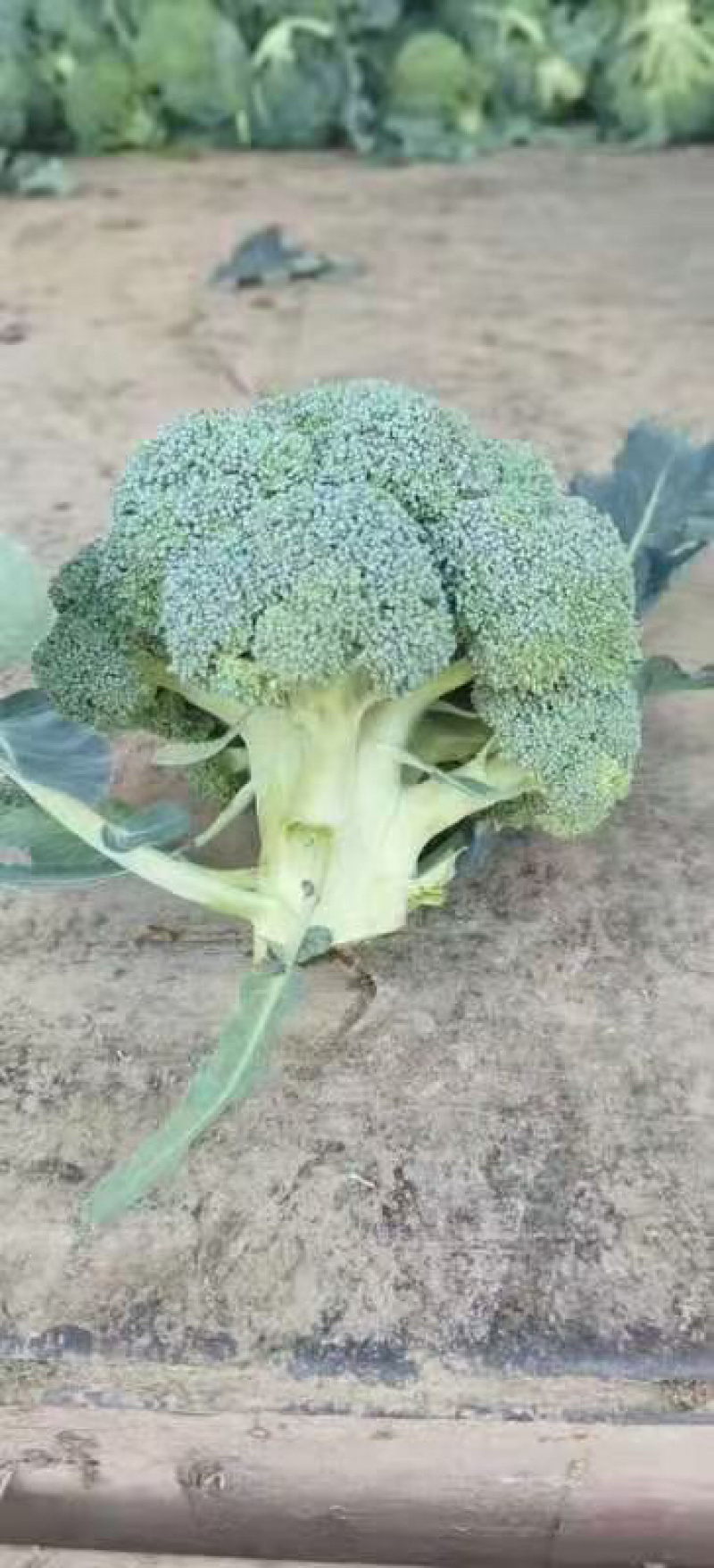 精品西兰花上市，需要的老板可以联系了
