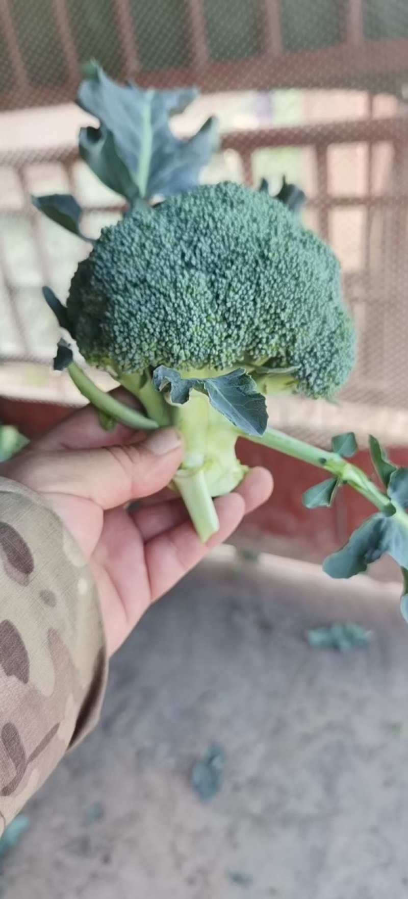 精品西兰花上市，需要的老板可以联系了