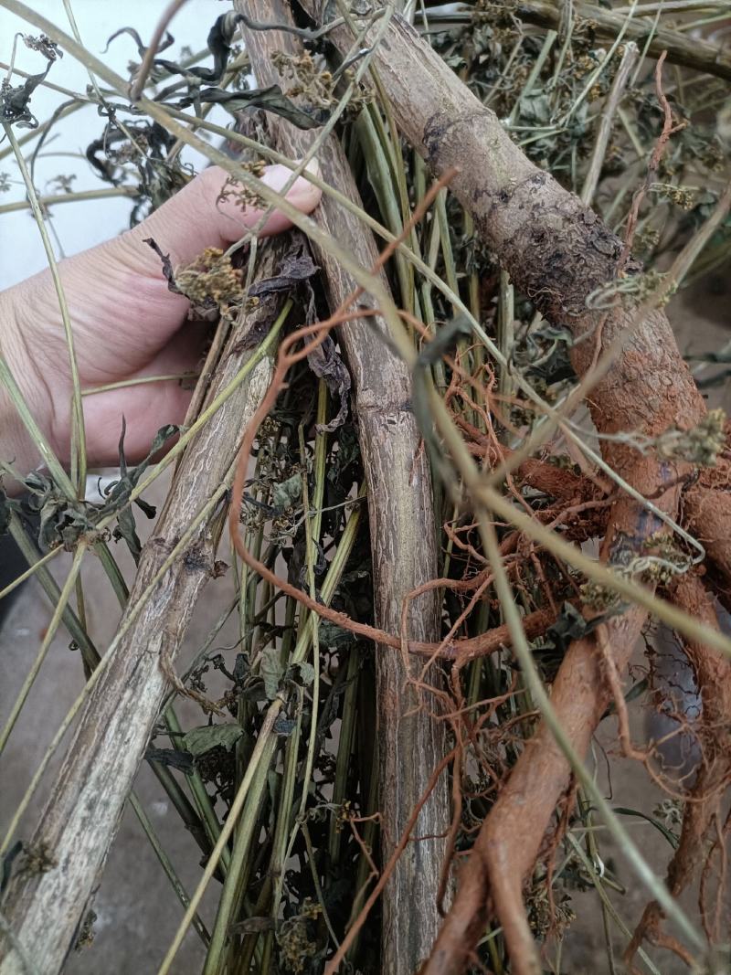 云南无硫野生黄花败酱草天然植物云南雅诺生物雪上小草