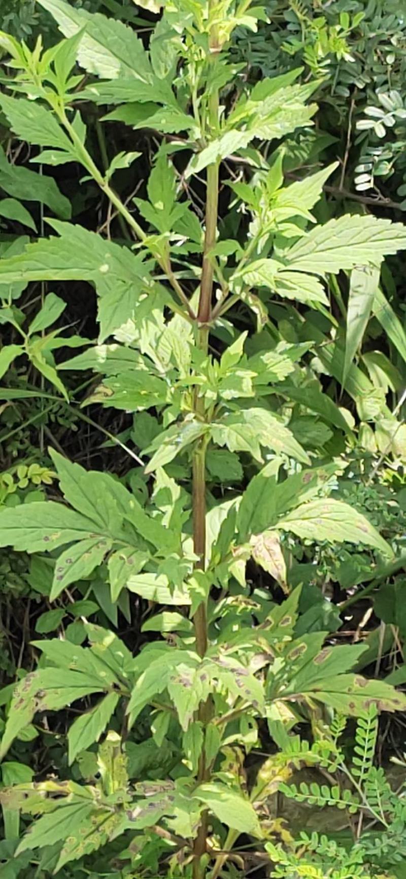 云南无硫野生黄花败酱草天然植物云南雅诺生物雪上小草