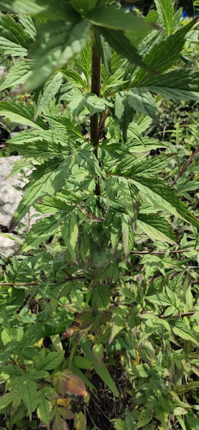 云南无硫野生黄花败酱草天然植物云南雅诺生物雪上小草