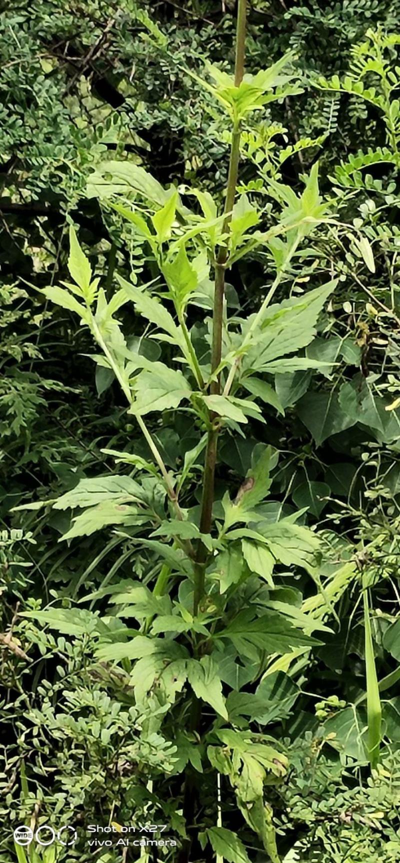 云南无硫野生黄花败酱草天然植物云南雅诺生物雪上小草