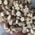 黄芪圆片5-8丁新货规格齐全关书药业批发中药材