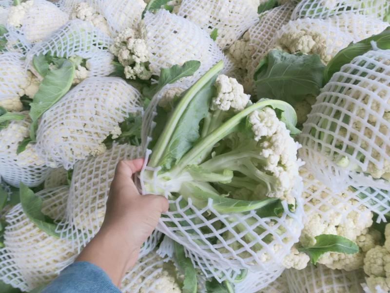 优质精品白面青梗松花菜一手货源。乳白色净菜