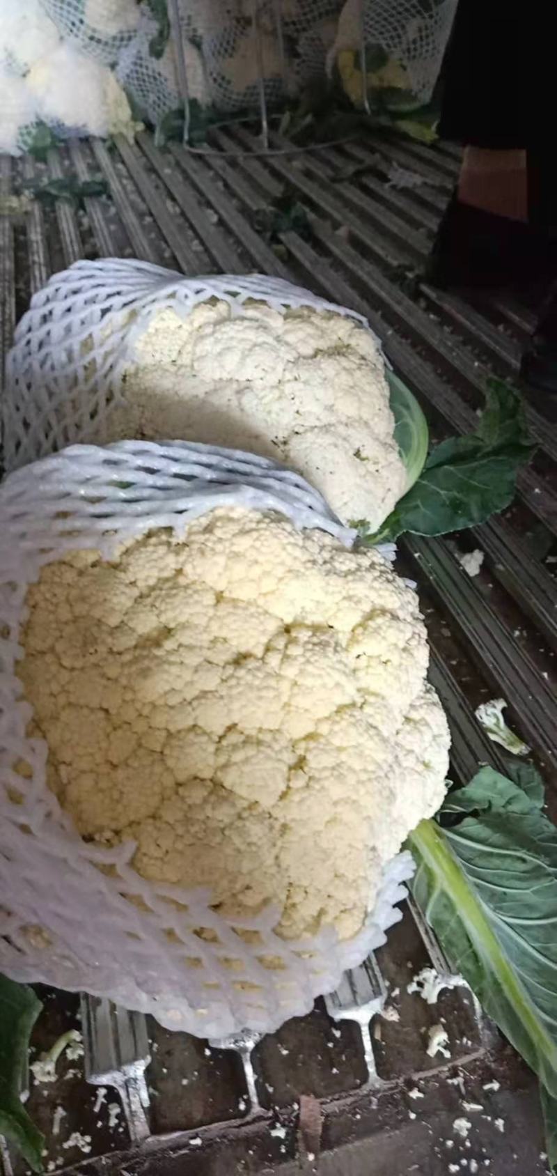 优质精品白面青梗松花菜一手货源。乳白色净菜