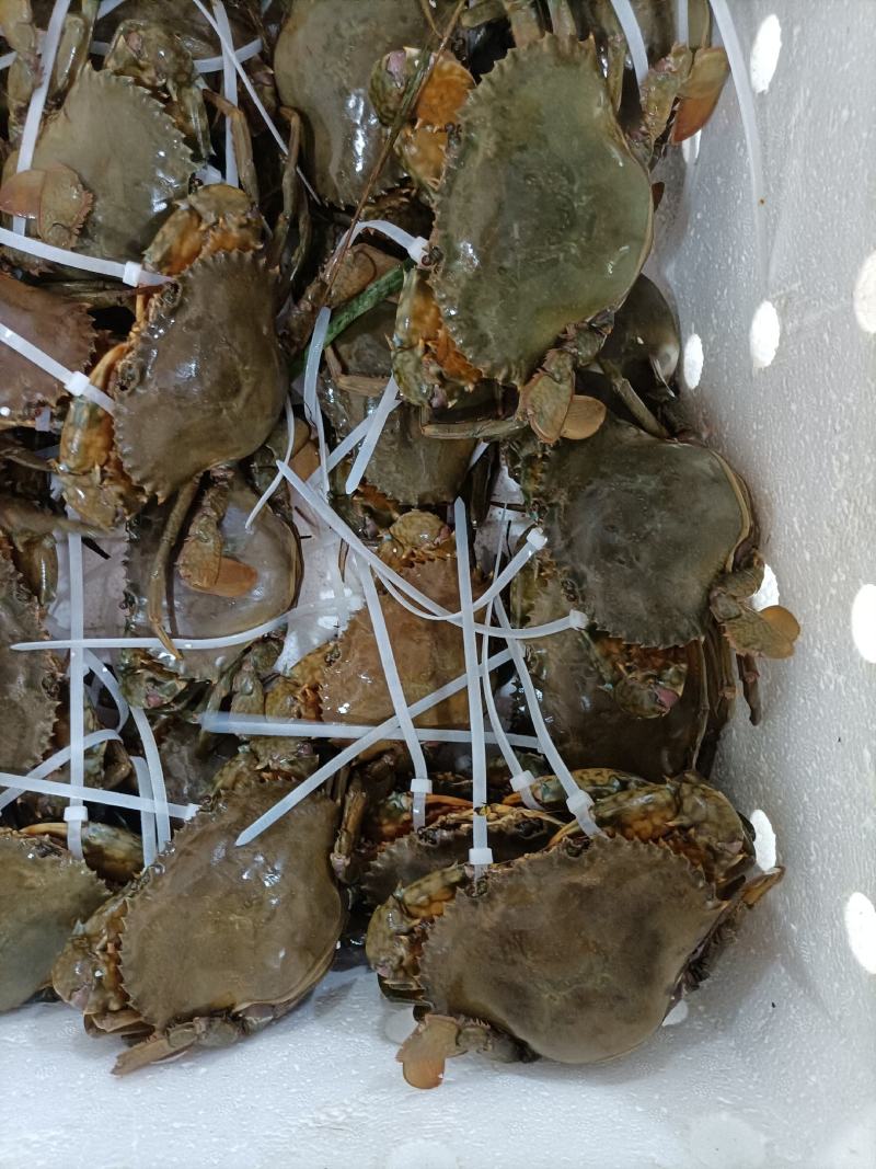 福建省霞浦县红膏蟹蟹