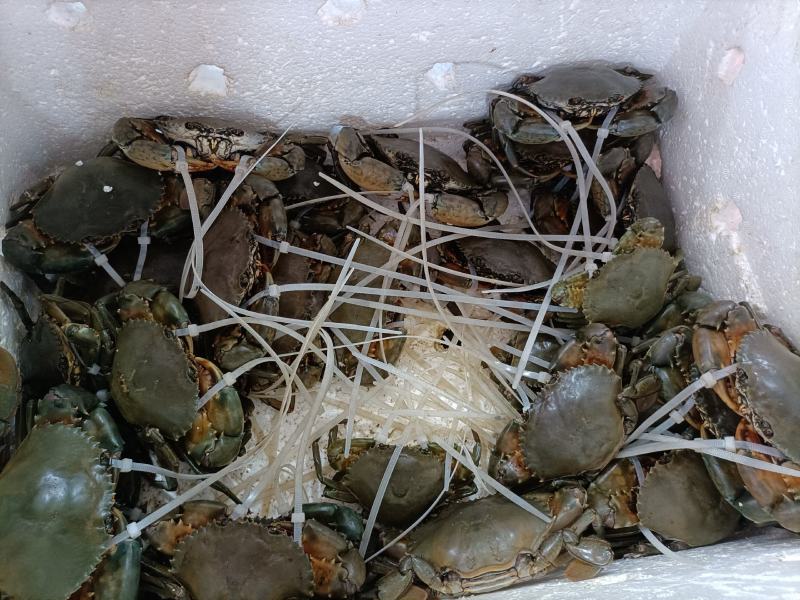 福建省霞浦县红膏蟹蟹