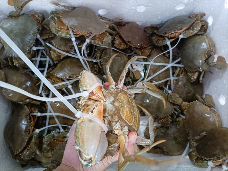 福建省霞浦县红膏蟹蟹