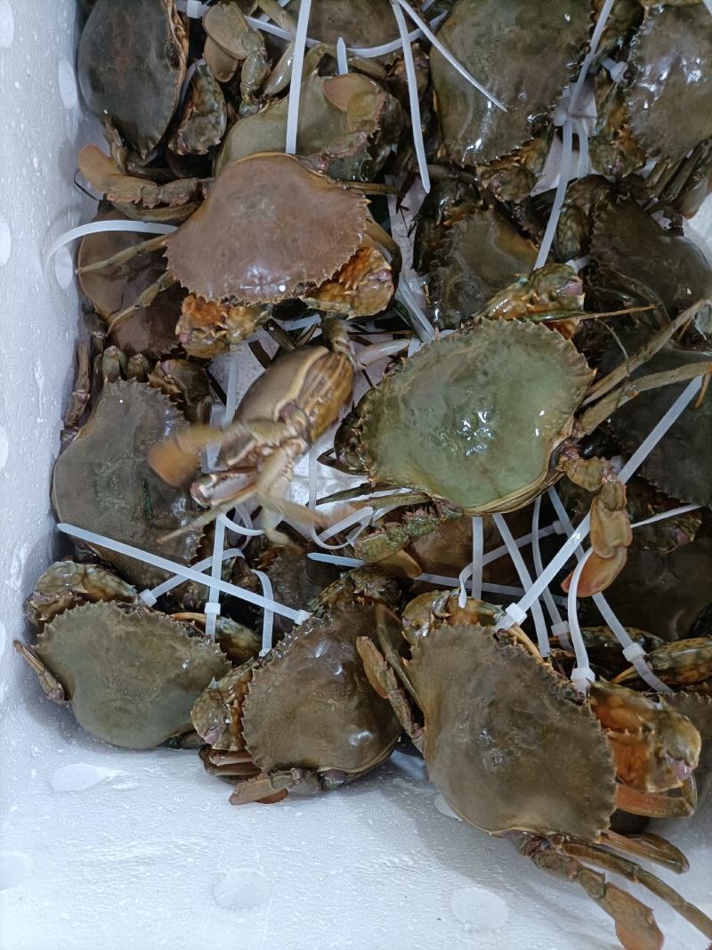 福建省霞浦县红膏蟹蟹