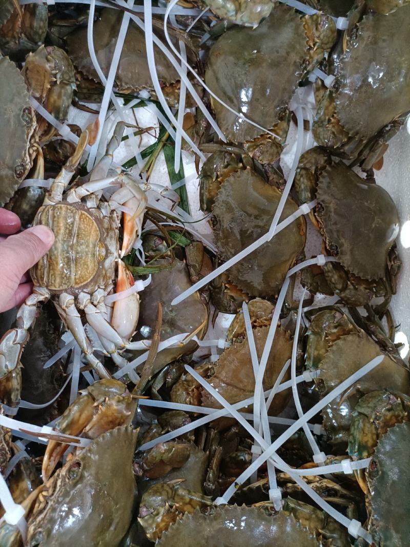 福建省霞浦县红膏蟹蟹