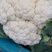 优质精品白面青梗松花菜一手货源。乳白色净菜！
