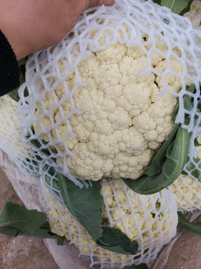 优质精品白面青梗松花菜一手货源。乳白色净菜！