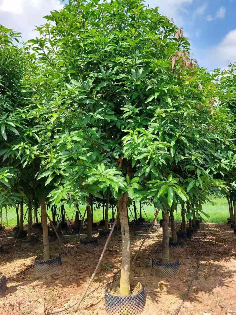 低价出售芒果树10～30公分