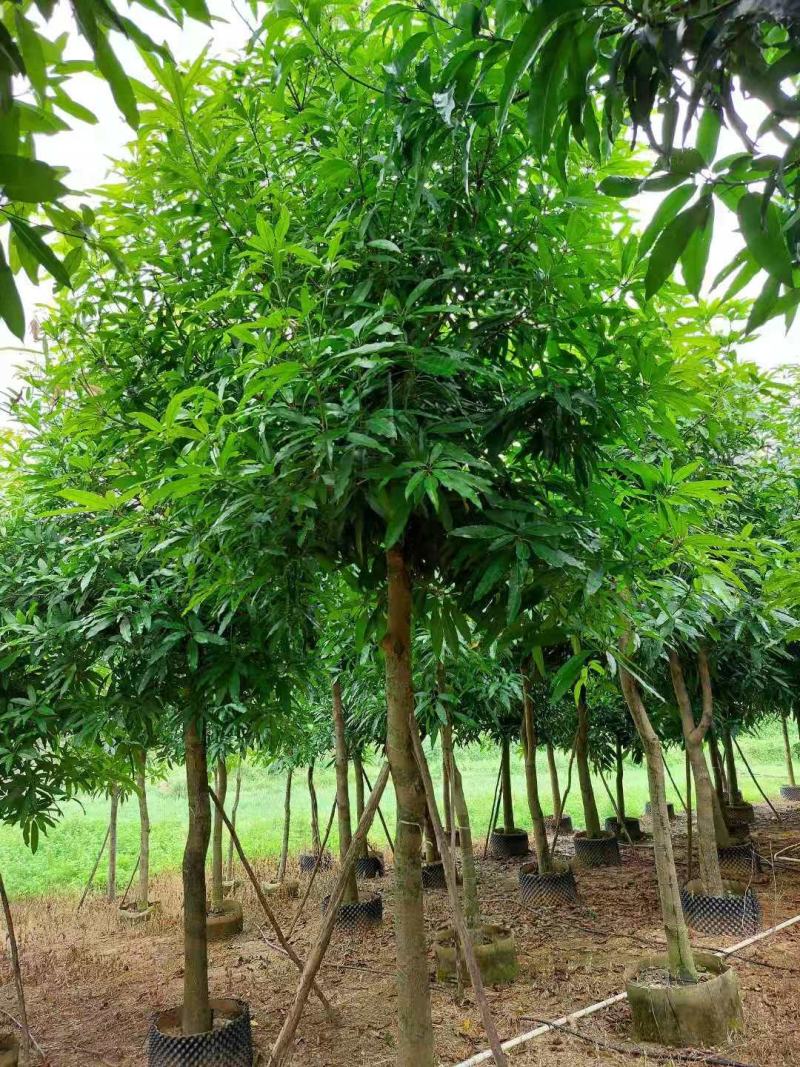 低价出售芒果树10～30公分