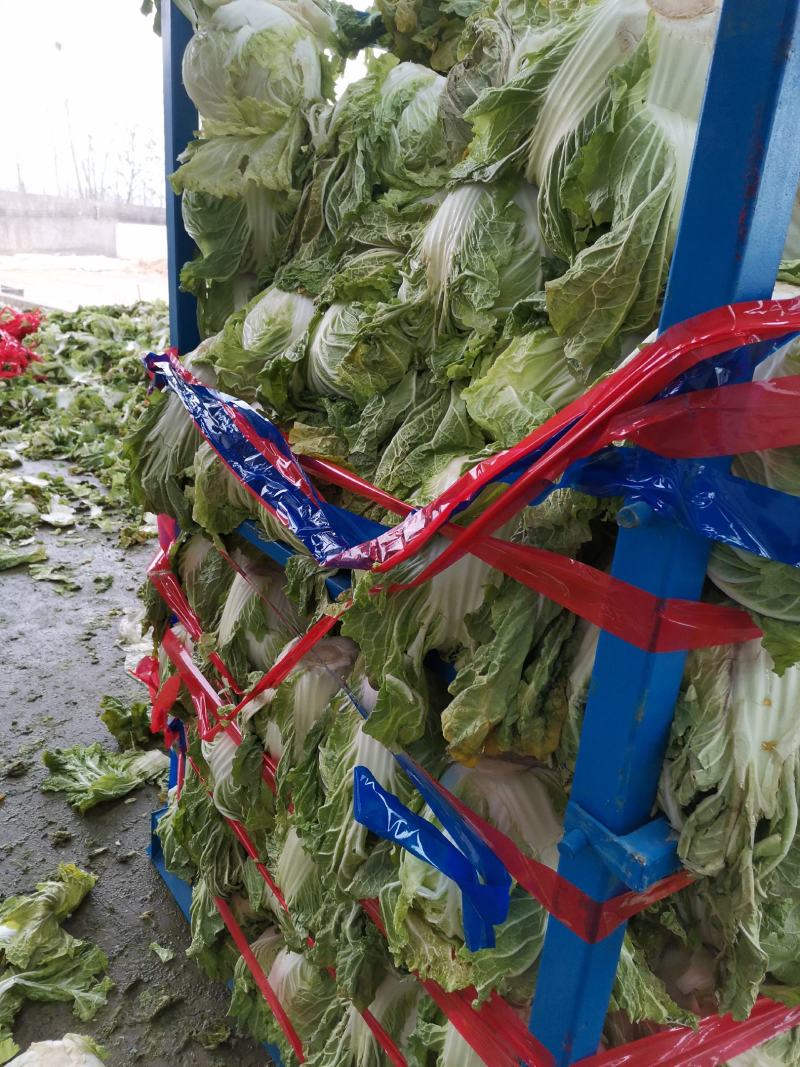精品优质大白菜产地直发，商超**！