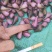 云南十万大山冰球子