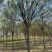 山东郓城13公分国槐12公分国槐价格15公分国槐