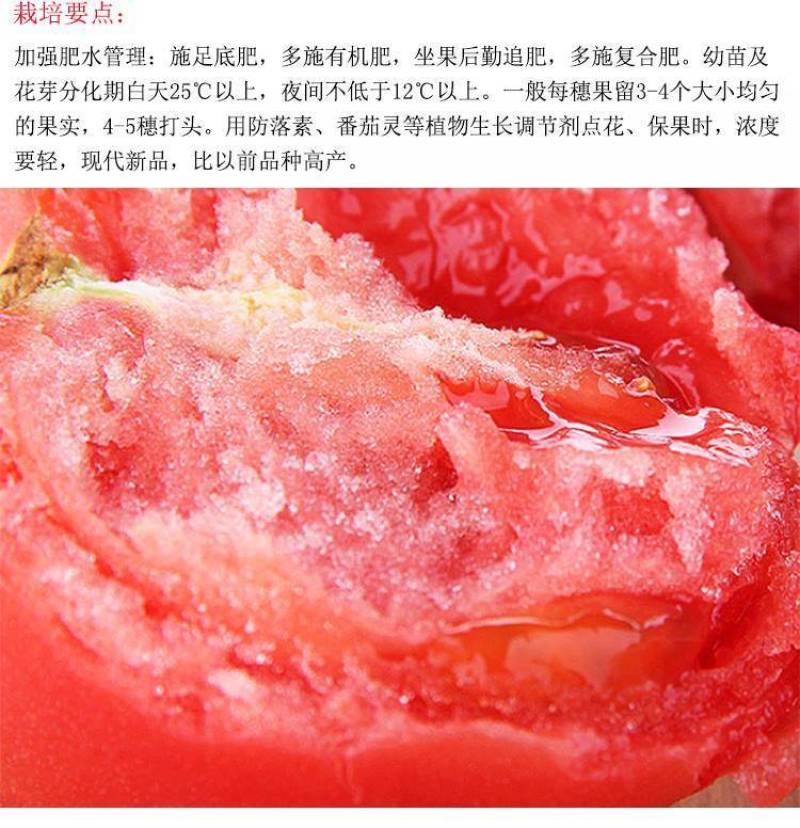 【西红柿】上海903大红番茄耐高温不裂果高产优质种子