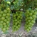 阳光玫瑰