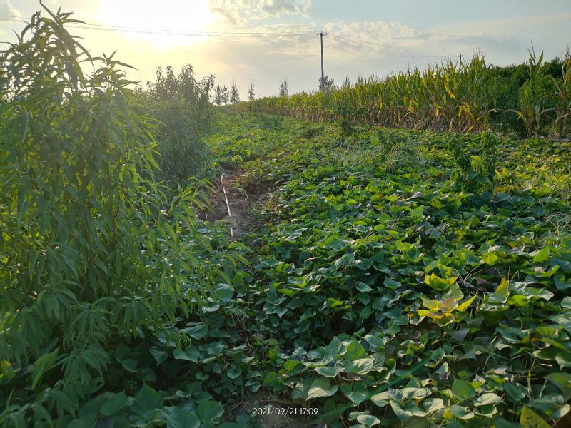西瓜红红薯纯沙土地西瓜红红薯大量有货
