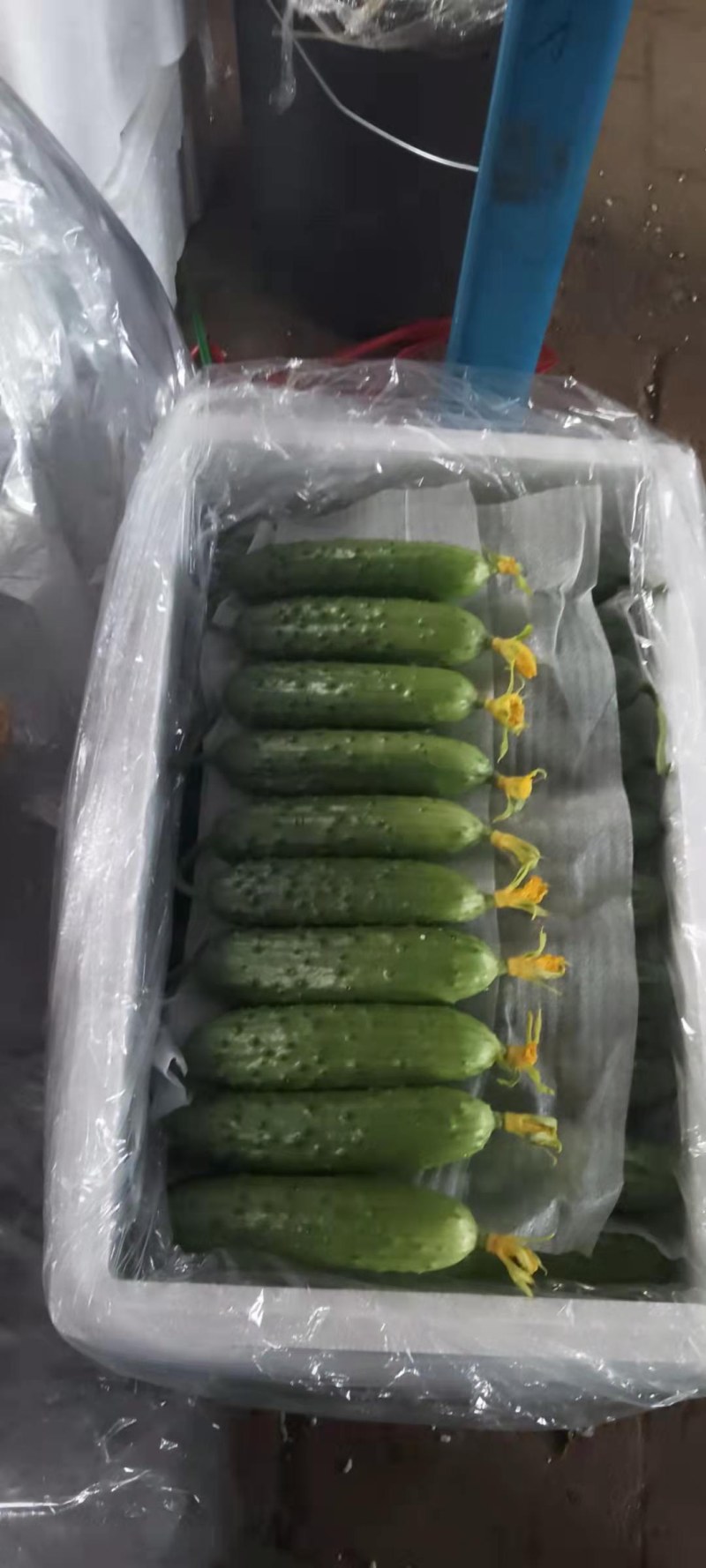 绥中专业代收旱黄瓜，精准报价货真价实，物有所值！欢迎采购