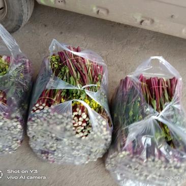 湖北江夏菜苔基地，红菜苔上市了，欢迎老板联系