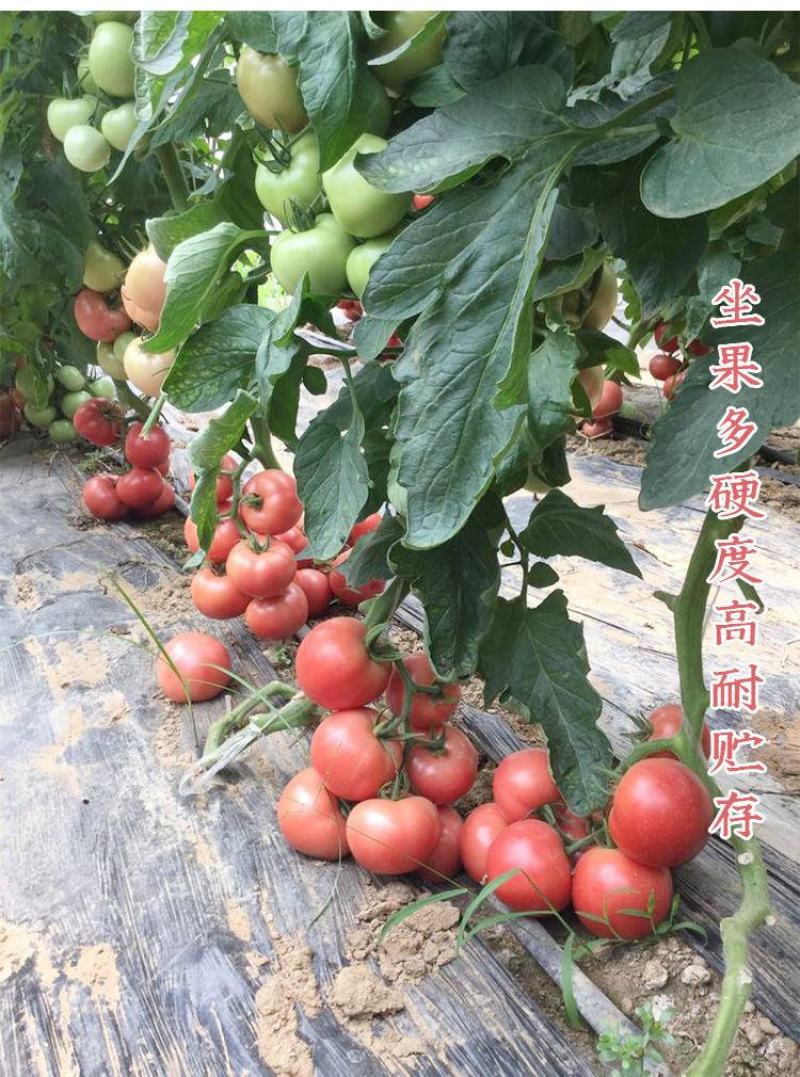 【西红柿】上海合作908粉红番茄抗病耐高温高产优质种子
