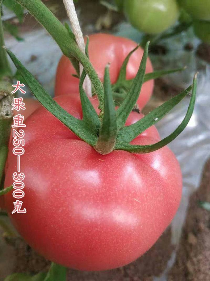 【西红柿】上海合作908粉红番茄抗病耐高温高产优质种子