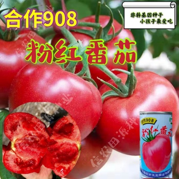 【西红柿】上海合作908粉红番茄抗病耐高温高产优质种子