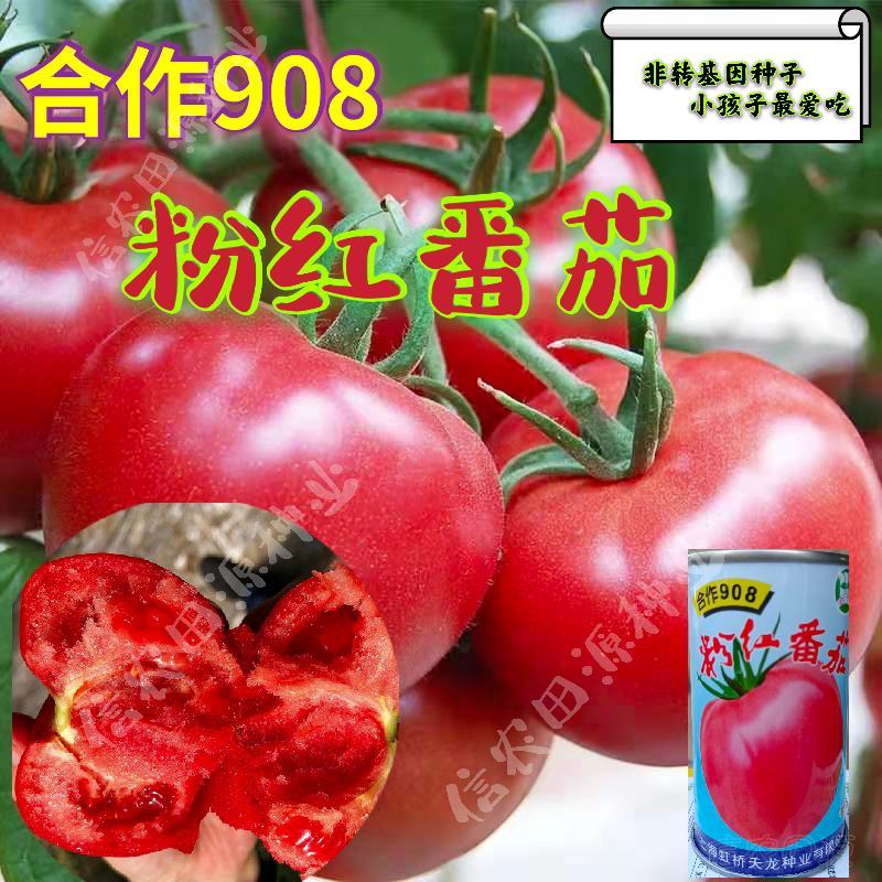【西红柿】上海合作908粉红番茄抗病耐高温高产优质种子