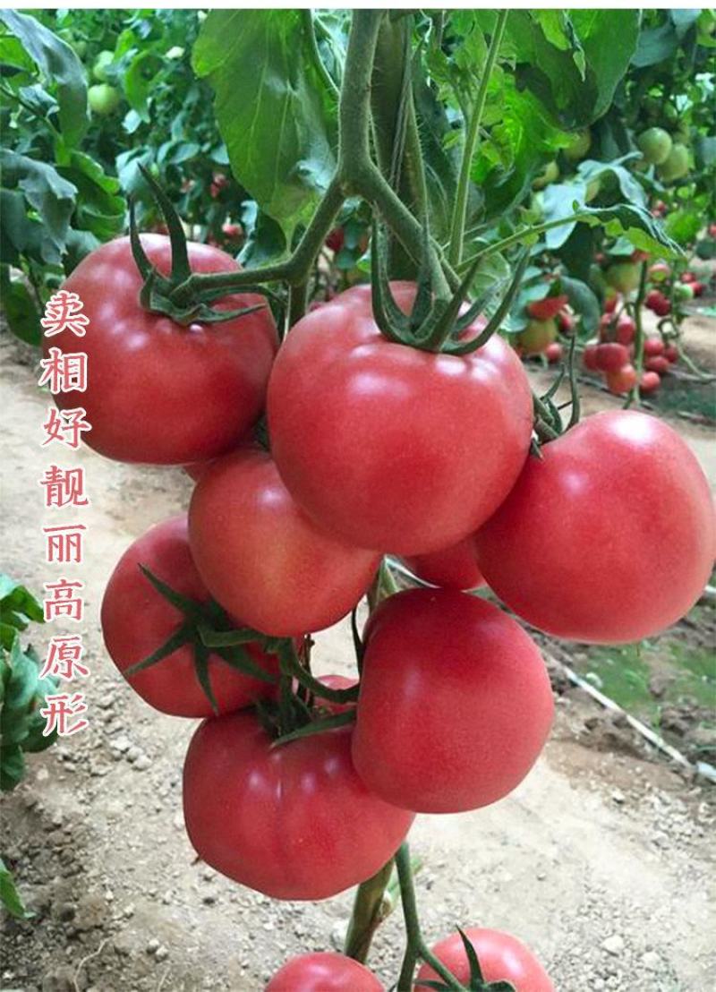 【西红柿】上海合作908粉红番茄抗病耐高温高产优质种子