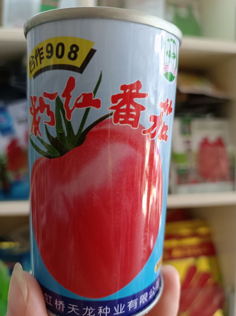 【西红柿】上海合作908粉红番茄抗病耐高温高产优质种子