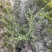 龟甲冬青色块小毛球高度30厘米冠幅25厘米