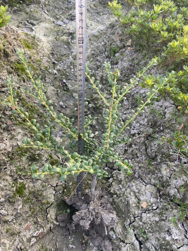 龟甲冬青色块小毛球高度30厘米冠幅25厘米
