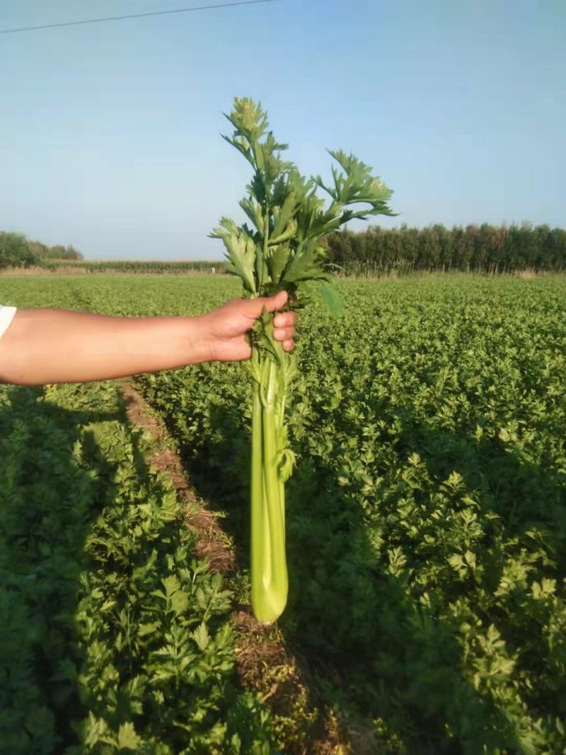 山东芹菜大量有货，大量接单，产地直供支持代发代办各大市场