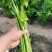 山东芹菜大量有货,大量接单,产地直供支持代发代办各大市场