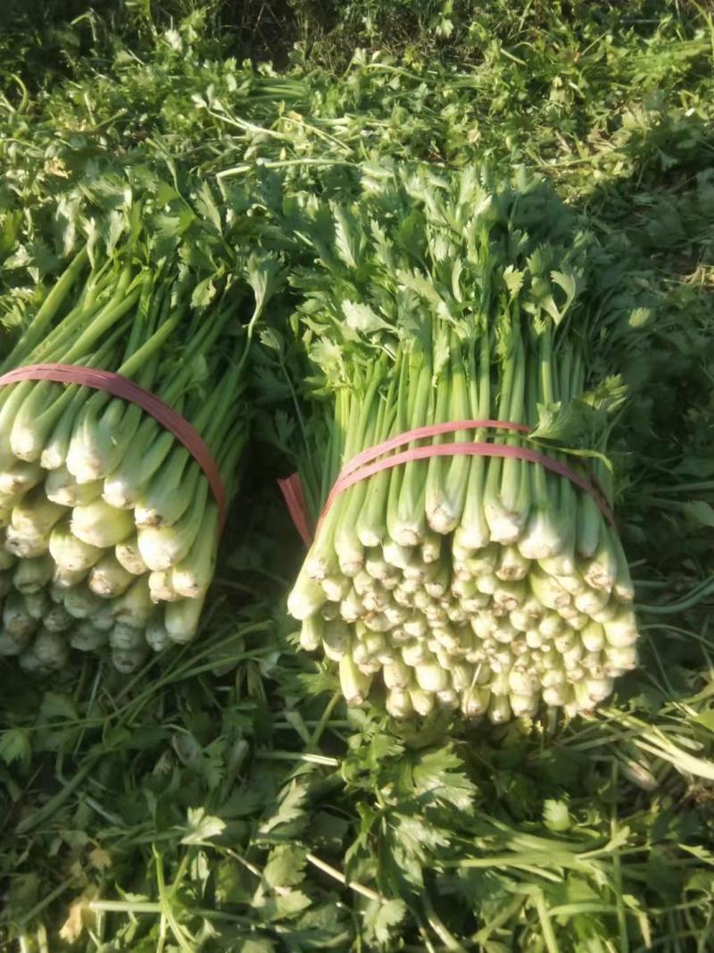 山东芹菜大量有货，大量接单，产地直供支持代发代办各大市场
