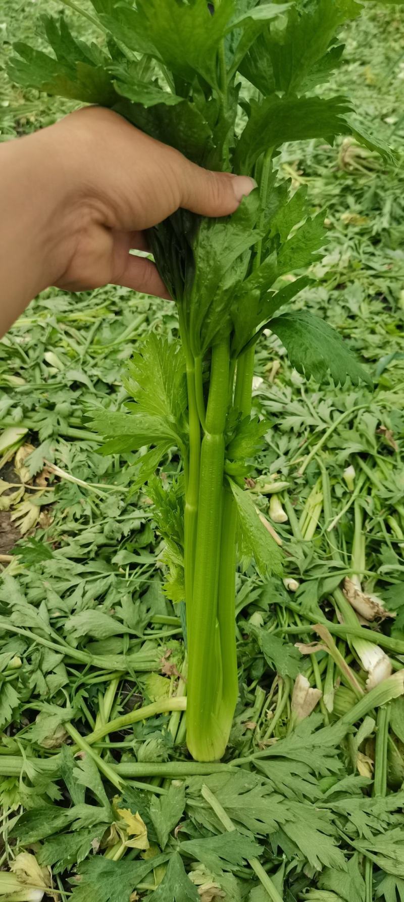 山东芹菜大量有货，大量接单，产地直供支持代发代办各大市场