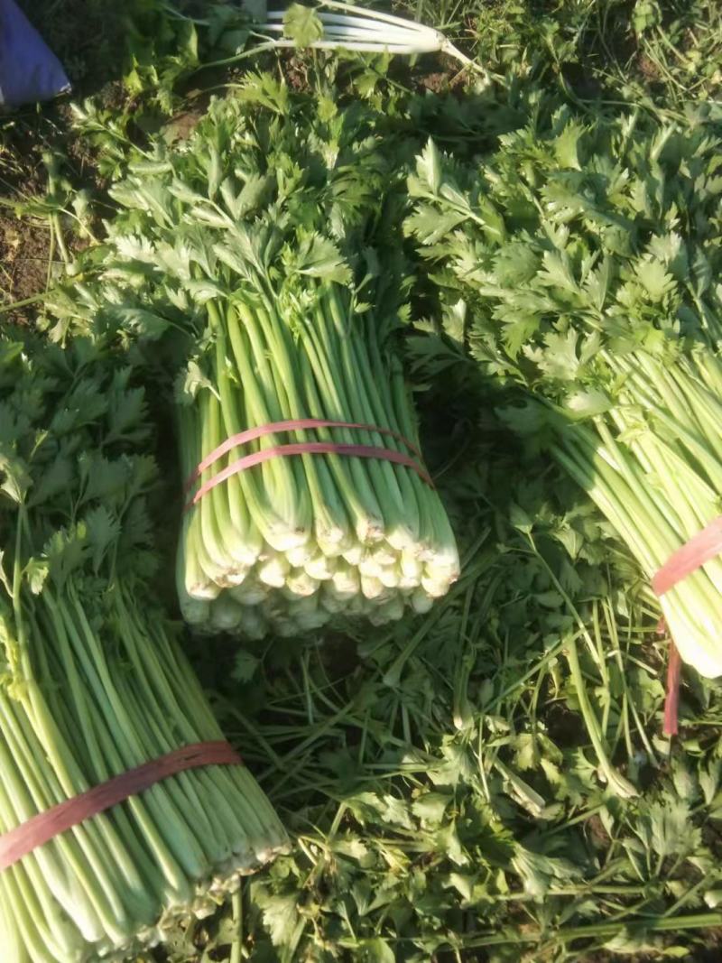 山东芹菜大量有货，大量接单，产地直供支持代发代办各大市场