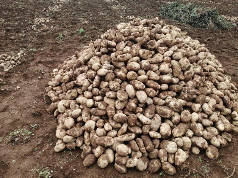 丽薯六号云南丽江一线货没中介费已大批量上市欢迎订购