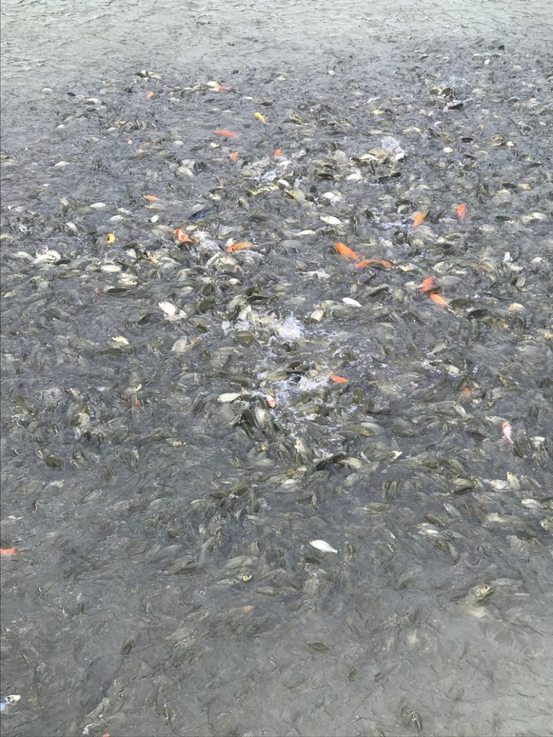 鲤鱼苗自养自销批售各种规格长期供应保证成活率