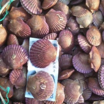 港湾贝