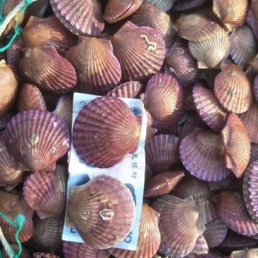 港湾贝