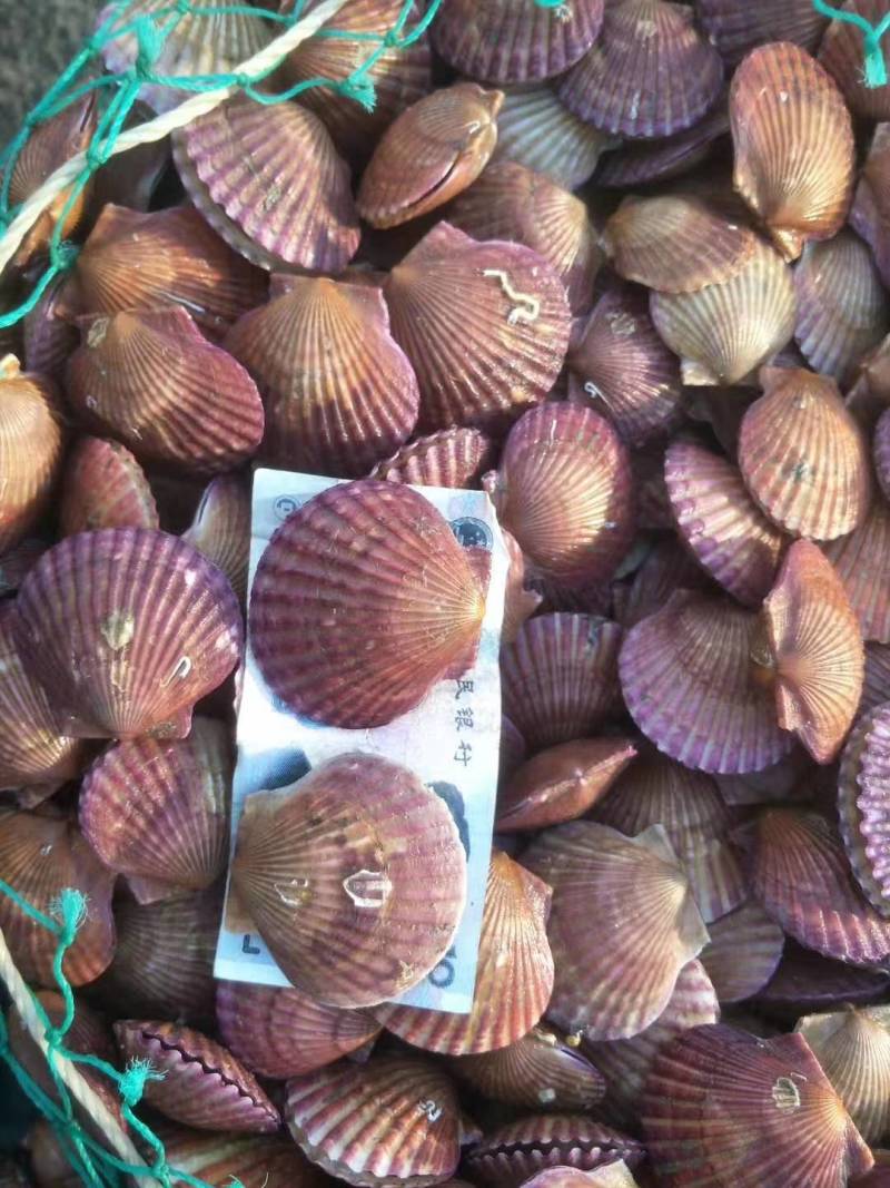 港湾贝