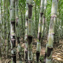 特价特价！青皮甘蔗，皮薄多汁清甜可口