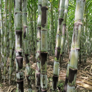 特价特价！青皮甘蔗，皮薄多汁清甜可口