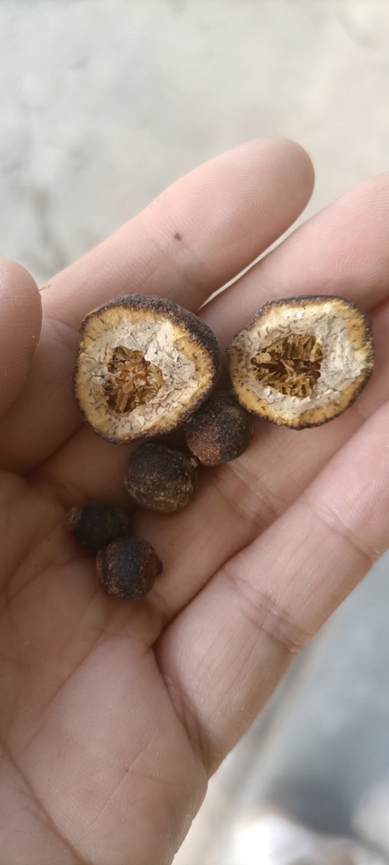 陕西省汉中市洋县枳实小香园豆豆两半和整颗