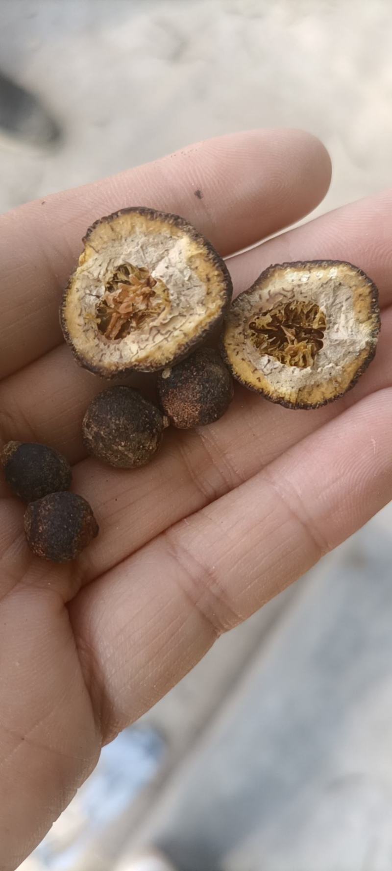 陕西省汉中市洋县枳实小香园豆豆两半和整颗
