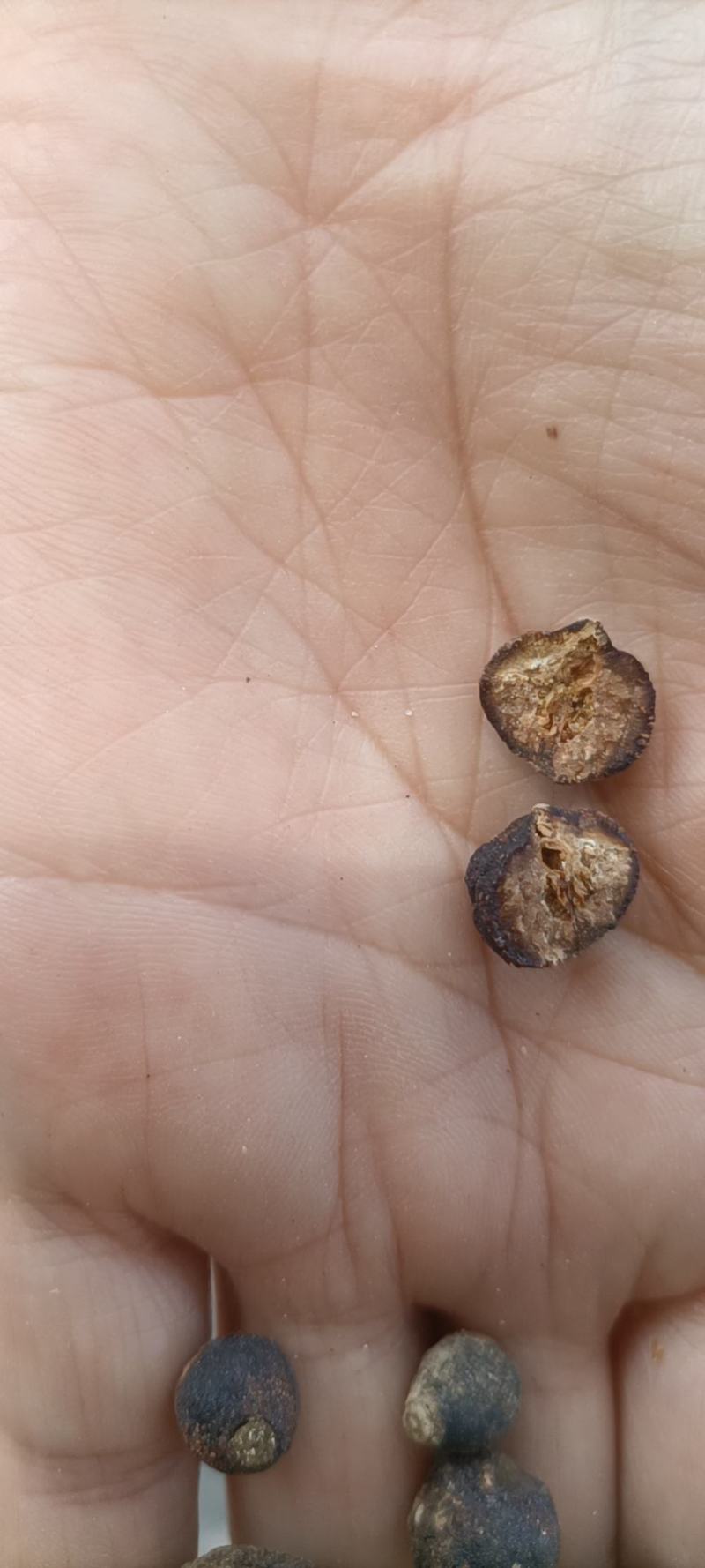 陕西省汉中市洋县枳实小香园豆豆两半和整颗